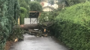 2017-06-25_Baumbergung-03